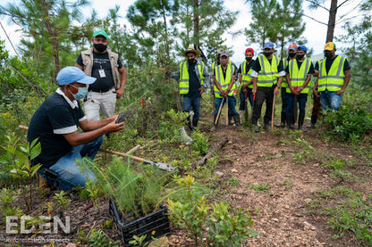 Plant 2 Trees for Just $1 - Make a Lasting Impact