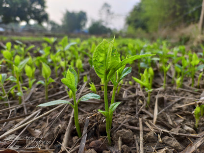 Plant 2 Trees for Just $1 - Make a Lasting Impact